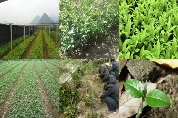 桂花树刚移栽该怎么管理呢1686272350408
