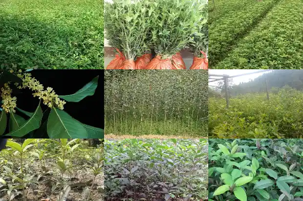 移植的桂花树怎么管理?1686272358165