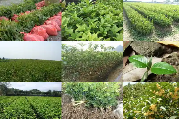 冬天盆栽桂花树怎么办1686272373721
