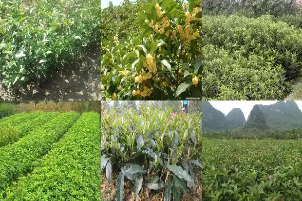 沙地移栽桂花能活吗1686272383279