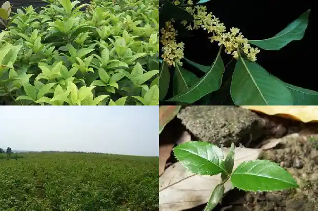 沙地移栽桂花能活吗1686272383375