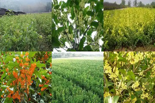喝桂花茶的功效与禁忌1689381294570