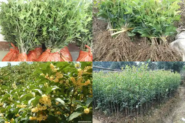 新鲜的桂花怎么做桂花茶1688949065678