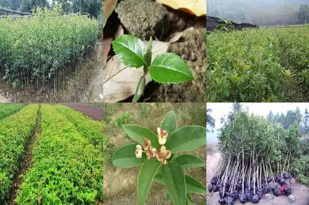 新移栽桂花树注意事项1686272466093