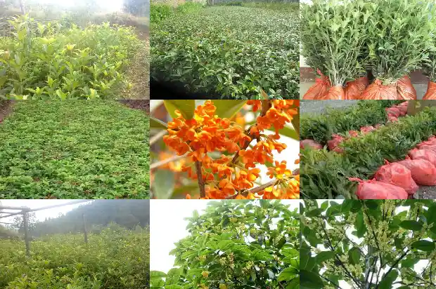 新移栽桂花树注意事项1686272466141