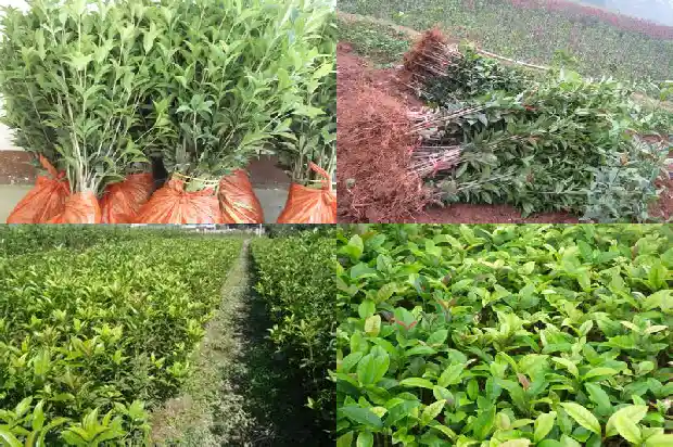 桂花茶上火不1689207973301
