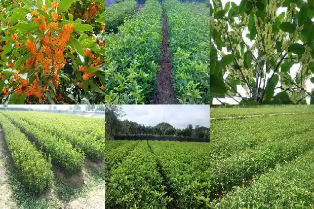新移栽的桂花树需要注意什么问题1686272478359