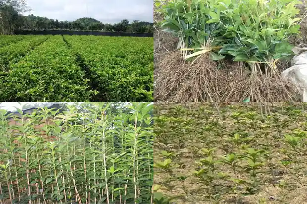 新移栽的桂花树需要注意什么问题1686272478407