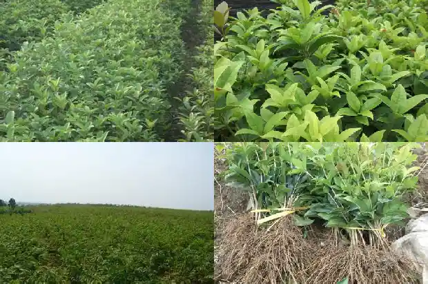 新移栽的桂花树需要注意什么问题1686272478455