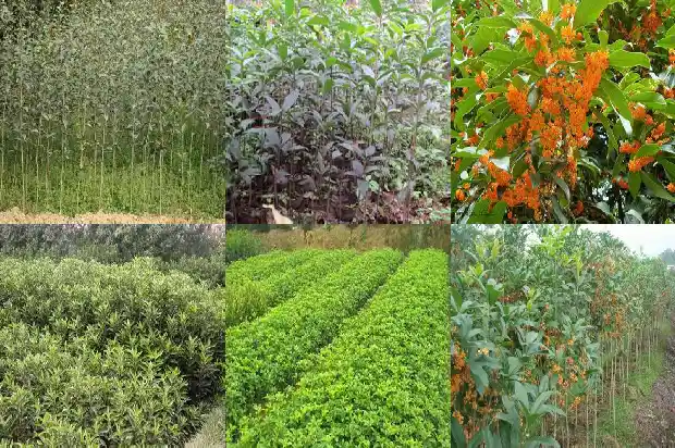 桂花树移栽第一年会开花吗1686272486497