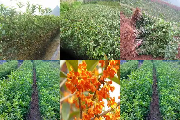 桂花树春天移植需要注意什么呢1686272498631