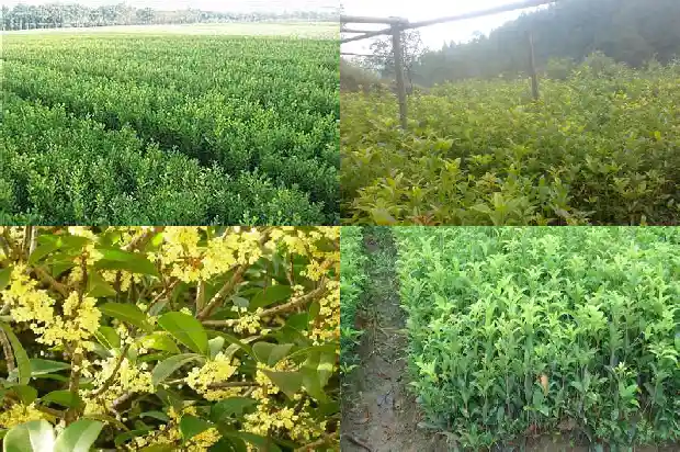 桂花树春天移植需要注意什么呢1686272498678