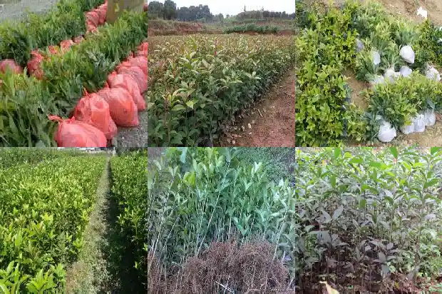 桂花树春天移植需要注意什么呢1686272498773