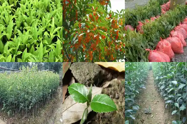 桂花树在冬天能栽活吗1688792834273