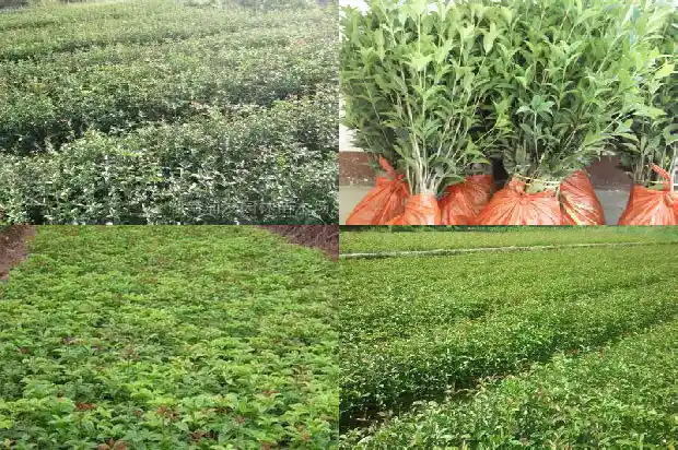 桂花树的最佳移栽时间?1686272506906