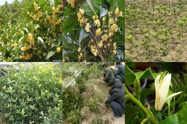 七八年的桂花树值多少钱一盆1689838184011