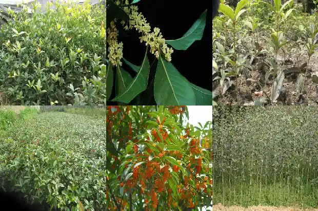 桂花批发价格表1690331110557