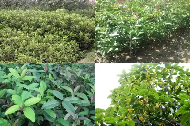 桂花树何时可以移栽了1686272547483