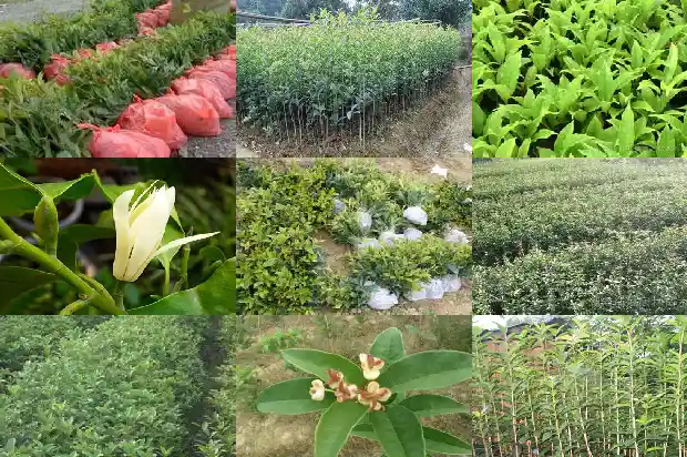 桂花树何时可以移栽了1686272547531