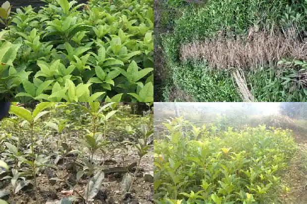 十月移栽桂花树注意哪些方面的问题1686272576734