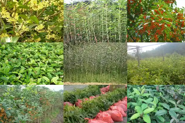 新鲜的桂花能不能泡茶喝1689035050641