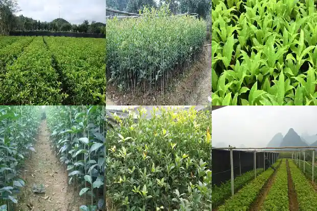 桂花树啥时候移栽最好1686272607512
