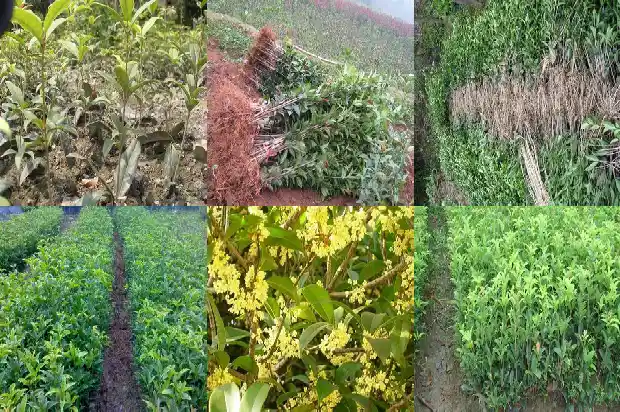 什么时间移栽桂花树1686272619243
