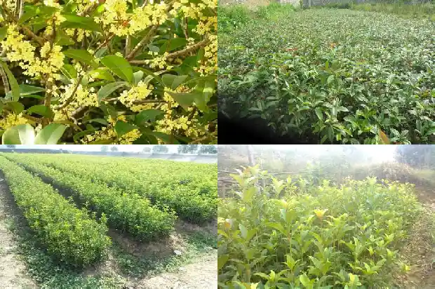 什么时间移栽桂花树1686272619291