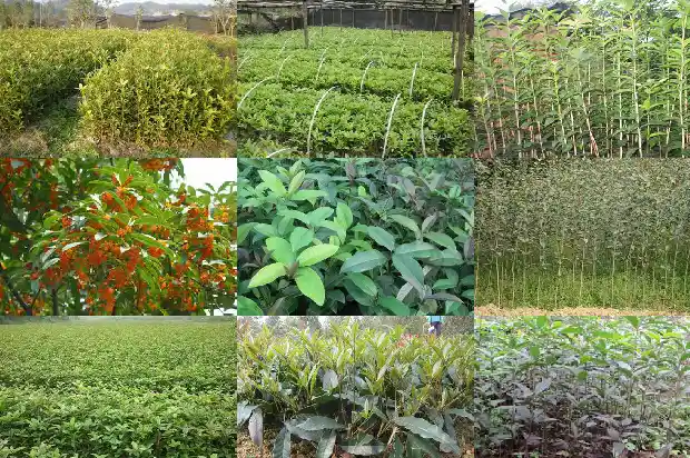 什么时间移栽桂花树1686272619339