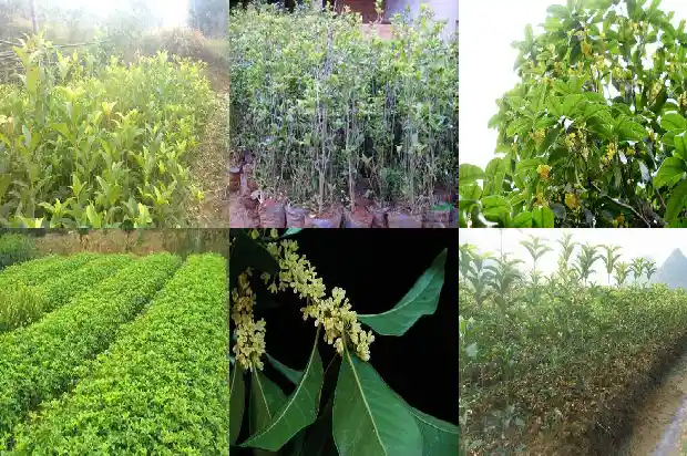 什么时间移栽桂花树1686272619387