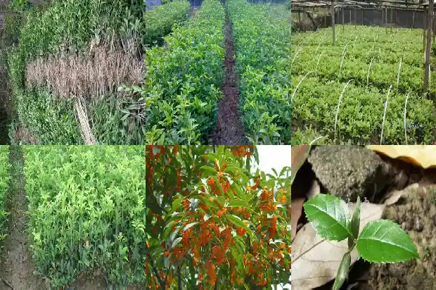 桂花树冬天移栽好吗北方和南方1686272636416