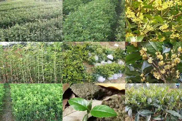 桂花树冬天移栽好吗北方和南方1686272636464