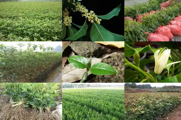 桂花树冬天怎么移栽好1686272657856