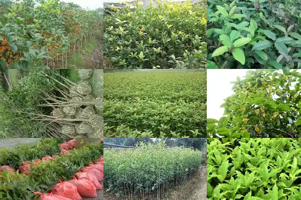 桂花木头有香味吗怎么去除味道1688519417222