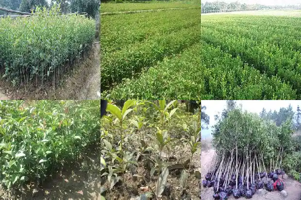 做桂花糕需要什么食材1689313723201