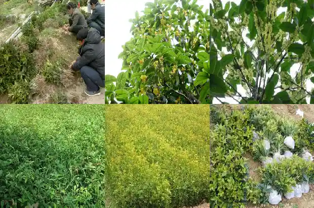 桂花树什么时间移植1686272749388