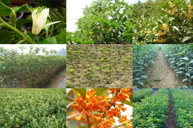 秋季移栽桂花树成活率多少合适1686272761075