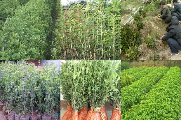 秋季移栽桂花树成活率多少合适1686272761123