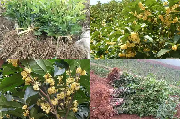 秋季移栽桂花树成活率多少合适1686272761171