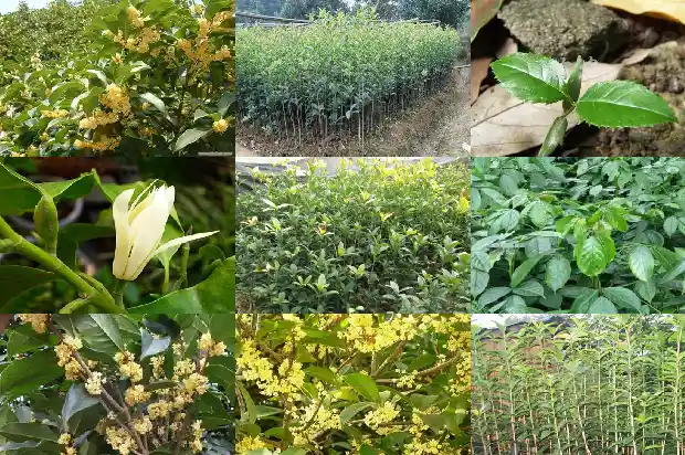 秋季移栽桂花树成活率多少合适1686272761218