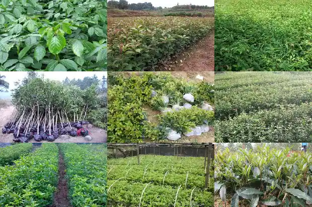 秋季移栽桂花树怎样提高成活率高呢1686272768882
