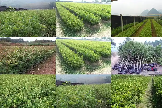 桂花叶子干枯可以剪掉吗怎么剪好1686272806458