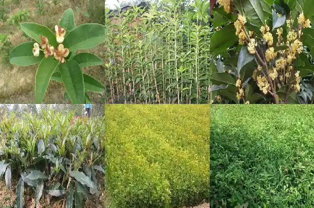 桂花叶子干枯可以剪掉吗怎么剪好1686272806506