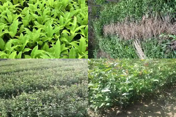 桂花怎样剪枝叶1686272830750
