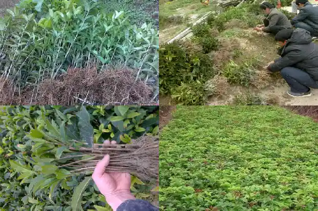 桂花怎样剪枝叶1686272830798
