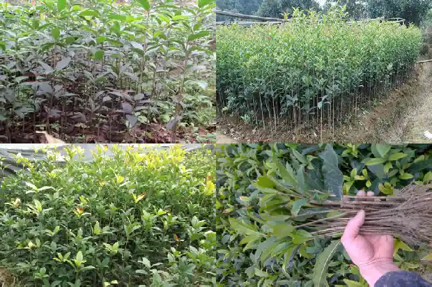 桂花盆栽种植方法和注意事项1688348033243