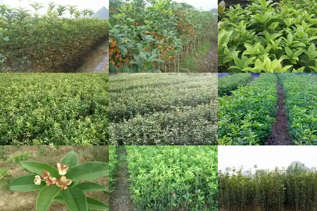 桂花新枝需修剪吗1686272850181