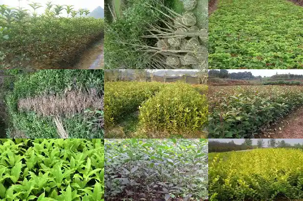 桂花新枝需修剪吗1686272850229