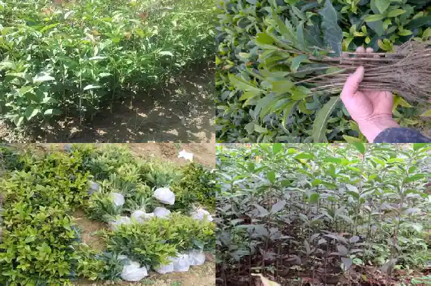 来姨妈喝桂花茶好吗1689121745780