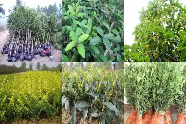 桂花树病虫防治1688349265159